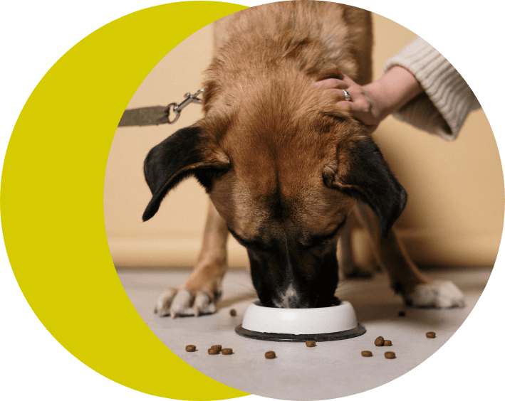 alt="servicio veterinaria en farmacia la explanada tu farmacia de confianza en úbeda"